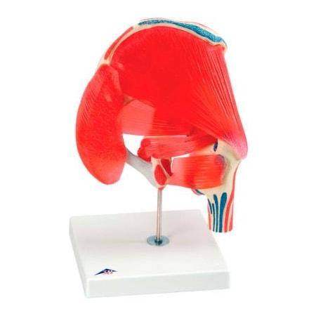 Fabrication Enterprises 3B Anatomical Model - Hip Joint with Removable Muscles, 7-Part 959463